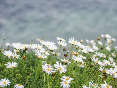 Dainty daisies by the seaside 2
