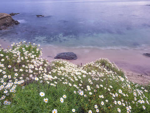 Dainty daisies above the cove