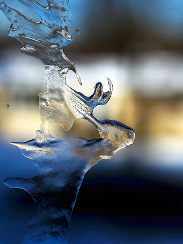 Reindeer in ice