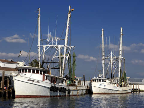 Lady lue shrimper