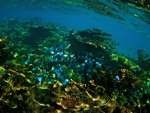 Underwater with blue fish