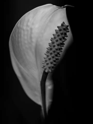 Peace lily in black and white