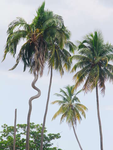 Crooked palm