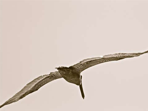 Seagull 2