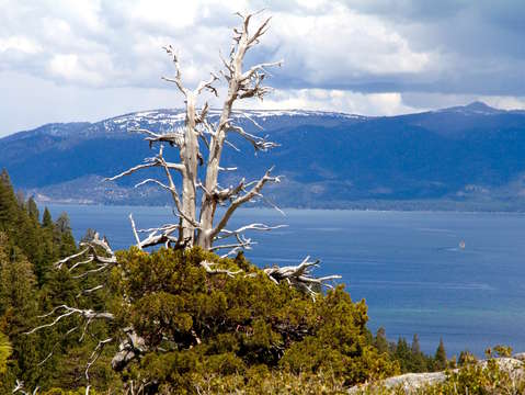 That tree