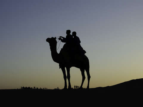 Camel silhouette