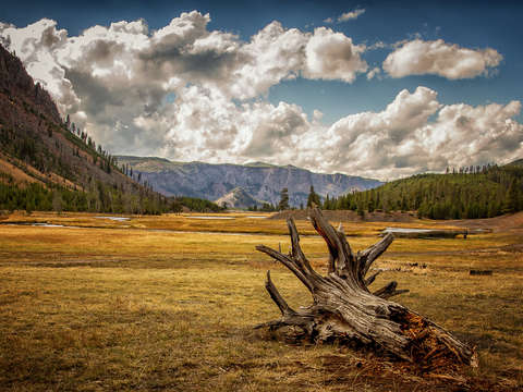 Yellowstone field