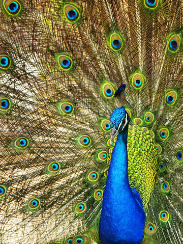 Peacock colors ii