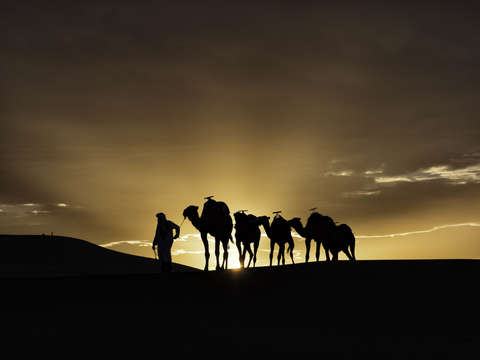 Sunset camels