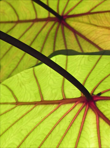 Life is green