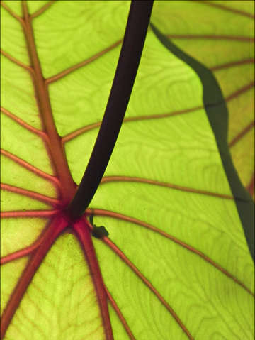 Life is green ii