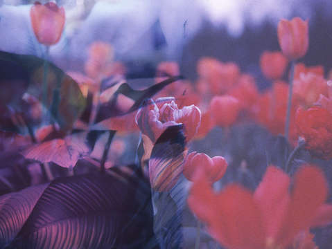 Dreamy tulips