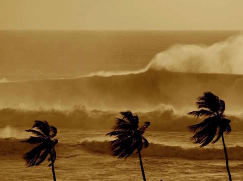 Sepia tres