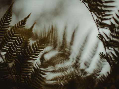 Dreamy ferns