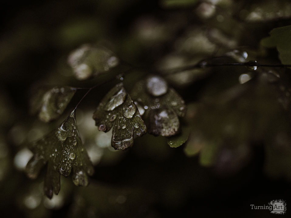 Maiden hair fern 2