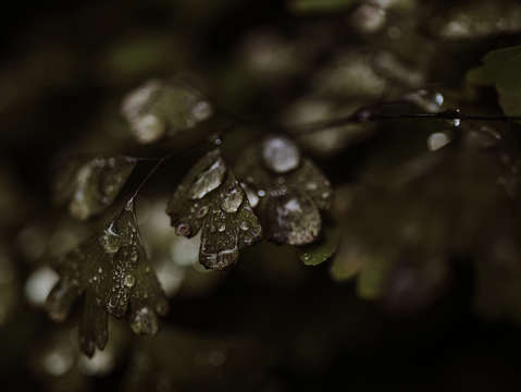 Maiden hair fern 2