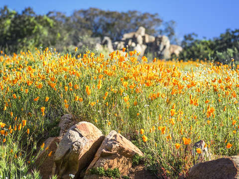 Poppies among the rocks
