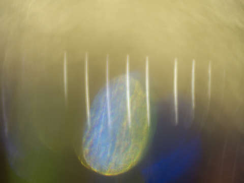 Ephemeral glow 0953