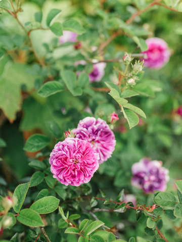 Purple blooms