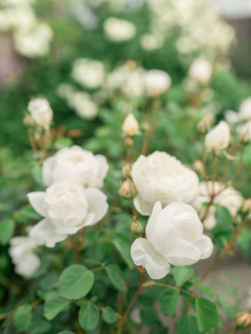 White roses 3