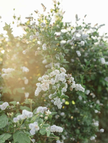 Coastal blooms