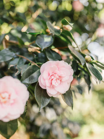 Camellia season