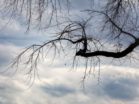 Gull clouds sky and tree
