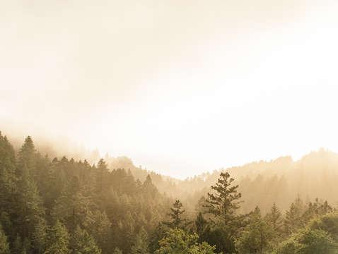 Golden hour fog