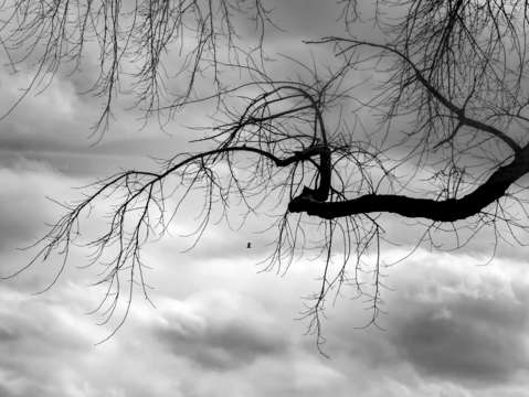 Gull clouds sky and tree black and white