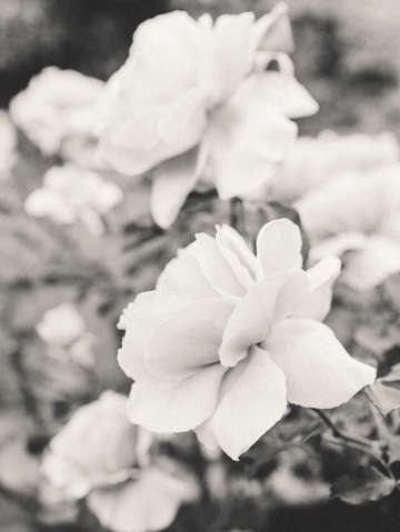 Garden roses