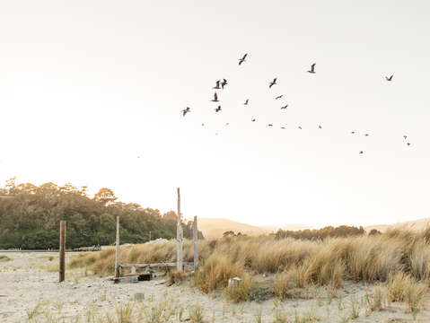 Birds over stinson
