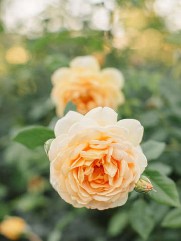 Orange rose blossom