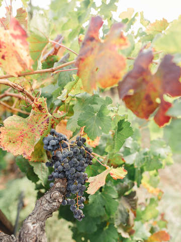 Vineyard grapes