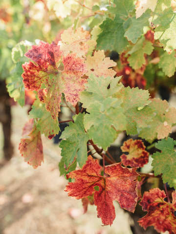 Old vines in fall