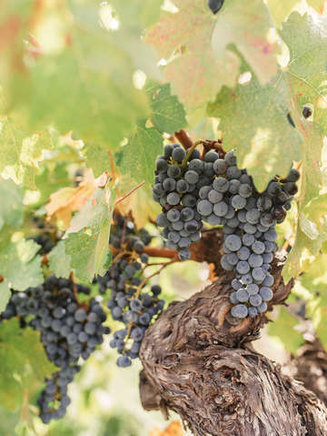 Old vine grapes