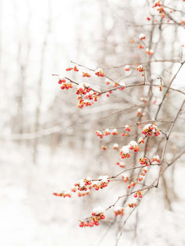 Winter berries