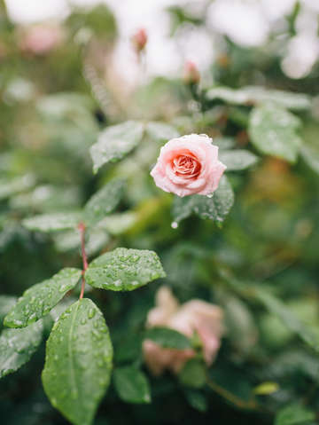 Rainy day rose