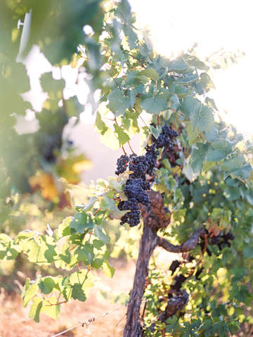 Sunrise harvest