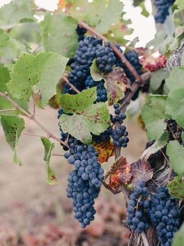 Harvest grapes