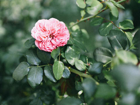 Summer rose