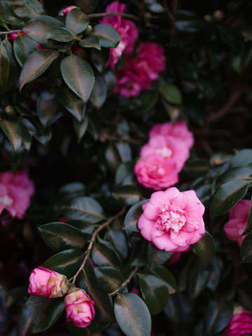 Maui blooms