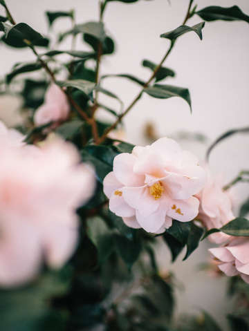 Pink blossoms