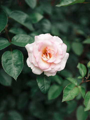 Pink rose 6