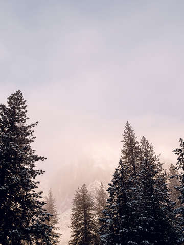 Snow capped trees