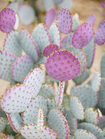 Purple cactus