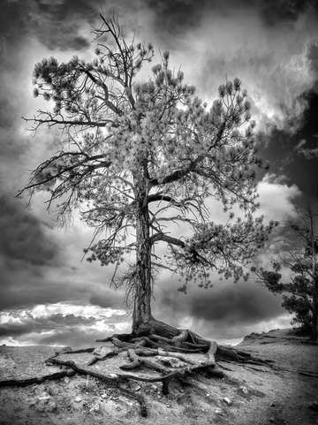 The watchman 4