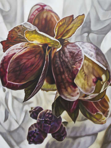 Helleborus with curtain