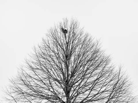 Tree top