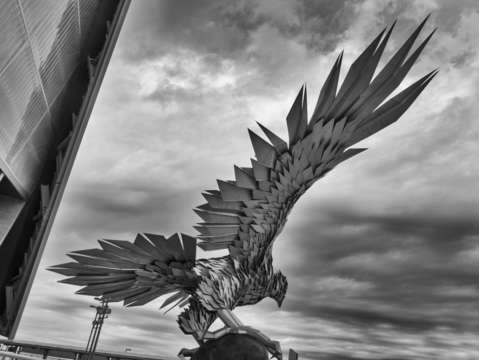 Falcon in flight