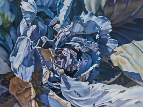 Blue cabbage